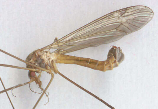 Image of Tipula (Lunatipula) fascipennis Meigen 1818