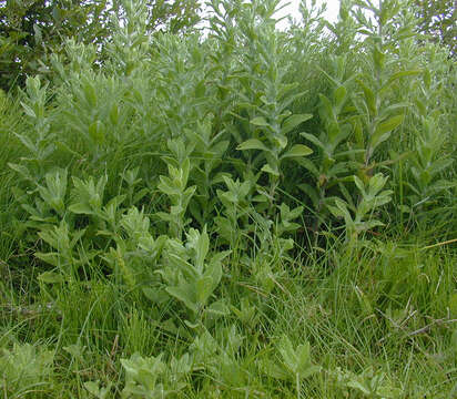 Image of common fleabane