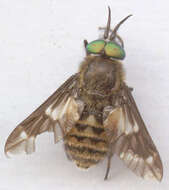 Image of Horse-fly