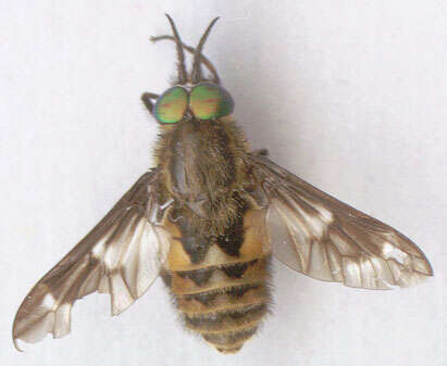 Image of Horse-fly