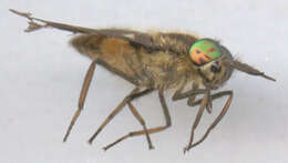 Image of Horse-fly