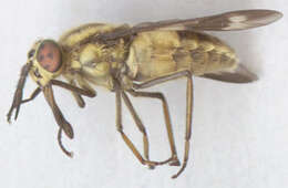 Image of Horse-fly