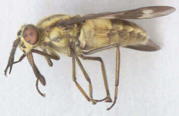 Image of Horse-fly