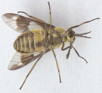 Image of Horse-fly