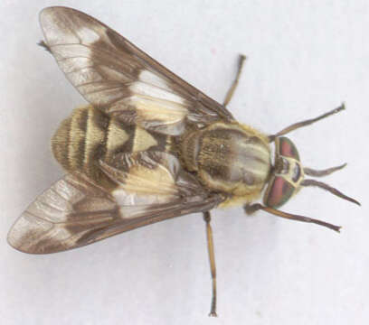 Image of Horse-fly