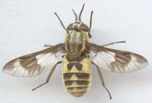 Image of Horse-fly