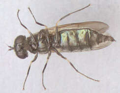 Imagem de Chloromyia formosa (Scopoli 1763)