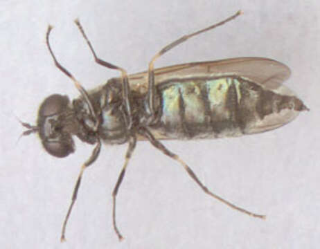 Imagem de Chloromyia formosa (Scopoli 1763)