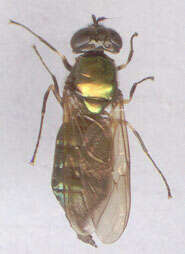 Image of Soldier fly