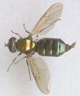 Image of Soldier fly