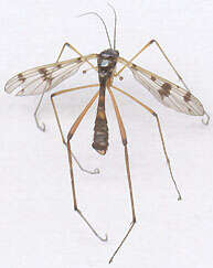 Image of Ptychoptera contaminata (Linnaeus 1758)