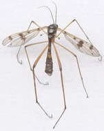 Image of Ptychoptera contaminata (Linnaeus 1758)