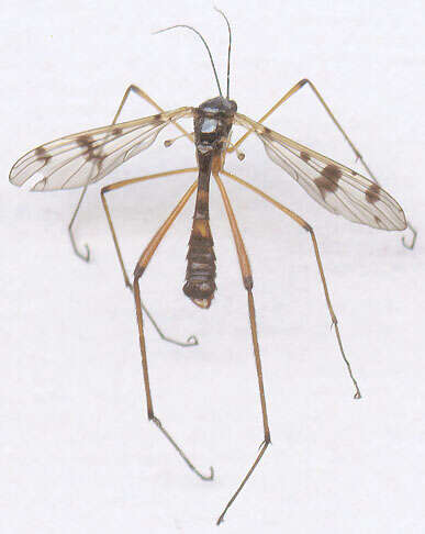 Image of Ptychoptera contaminata (Linnaeus 1758)