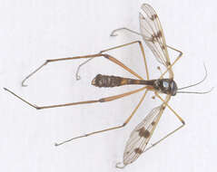 Image of Ptychoptera contaminata (Linnaeus 1758)