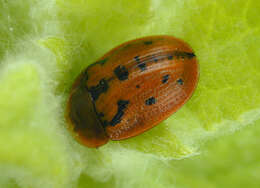 Sivun Cassida (Pseudocassida) murraea Linnaeus 1767 kuva