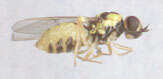 Image of Oxycera nigricornis Olivier 1811