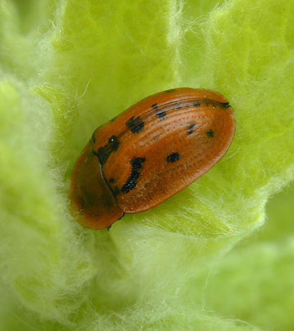 Image of Fleabane tortoise beetle