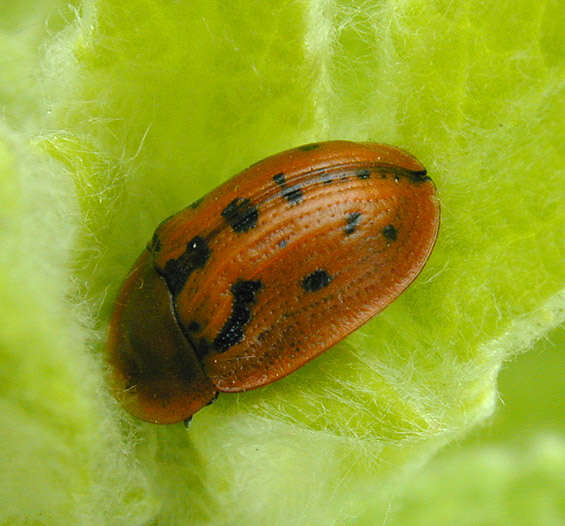 Image of Fleabane tortoise beetle