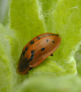 Image of Fleabane tortoise beetle