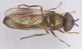 Image of Platycheirus rosarum (Fabricius 1787)