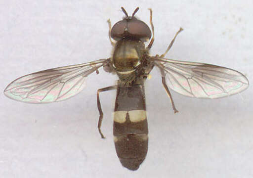 Image of Platycheirus rosarum (Fabricius 1787)