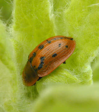 Image of Fleabane tortoise beetle