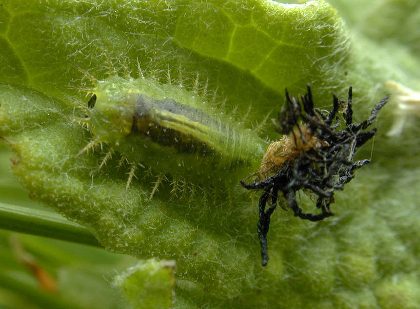 Image of Fleabane tortoise beetle