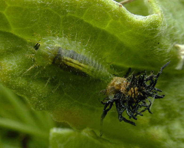 Image of Fleabane tortoise beetle