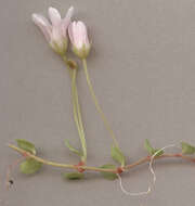 Image of bog pimpernel