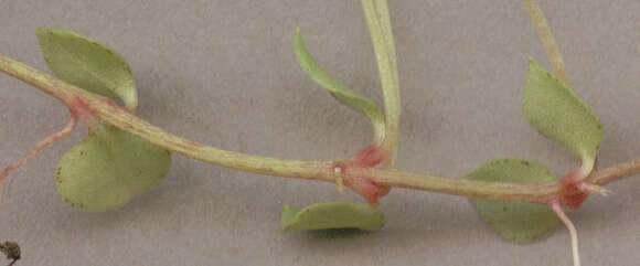 Image of bog pimpernel