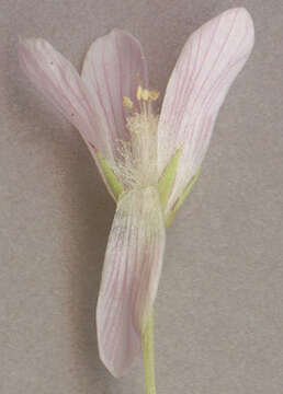 Image of bog pimpernel