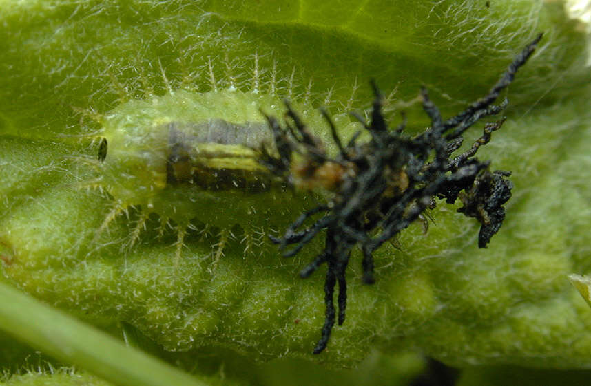 Image of Fleabane tortoise beetle