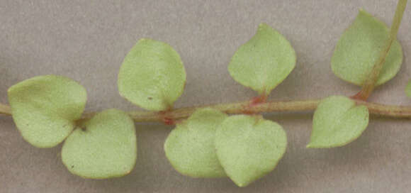 Image of bog pimpernel