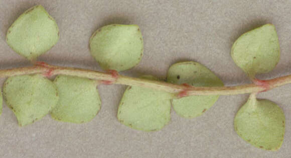 Image of bog pimpernel