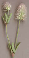 Image of Hare's-foot Clover