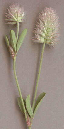 Image of Hare's-foot Clover