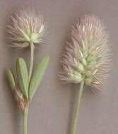 Image of Hare's-foot Clover