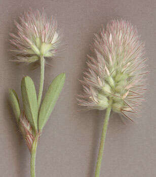 Image of Hare's-foot Clover