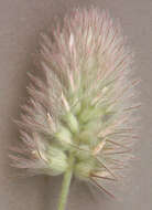 Image of Hare's-foot Clover