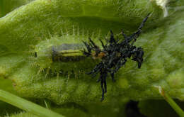 Image of Fleabane tortoise beetle