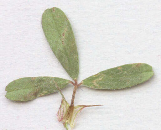 Image of Hare's-foot Clover