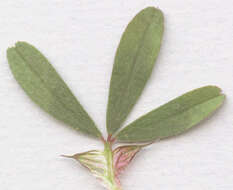 Image of Hare's-foot Clover