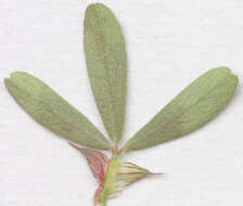 Image of Hare's-foot Clover