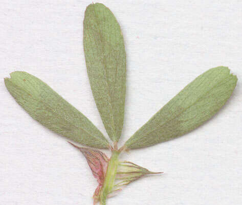 Image of Hare's-foot Clover