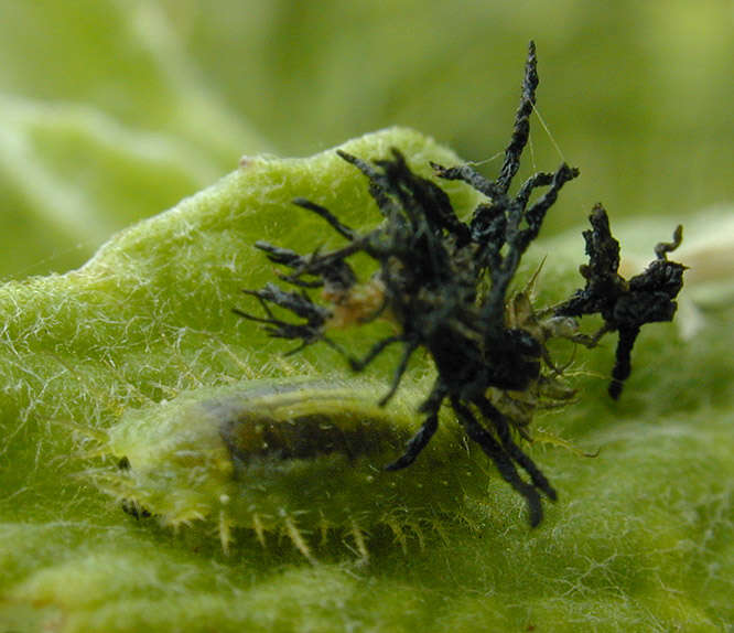 Image of Fleabane tortoise beetle