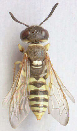 Imagem de Philanthus triangulum (Fabricius 1775)