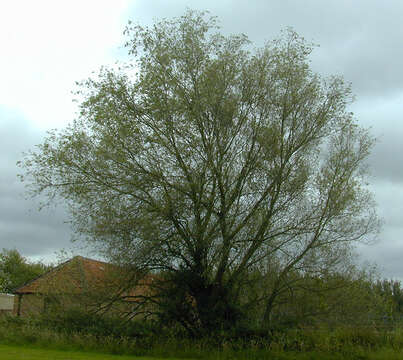 Image of White Willow