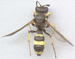 Image of Ornate Tailed Digger Wasp