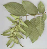 Image of European hornbeam