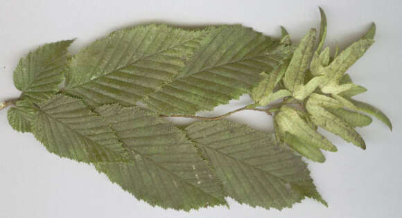 Image of European hornbeam